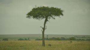 Pourquoi investir en Afrique en 2026 : opportunités, perspectives et stratégies pour réussir​